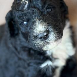 Winston - Black and white male Bernedoodle puppy in Grant City, Missouri from Timberline Paws