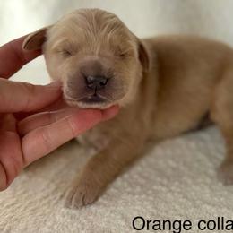 Steamboat- orange collar - Golden male Golden Retriever puppy in Colorado Springs, Colorado from Mercy Mountain Bernedoodles