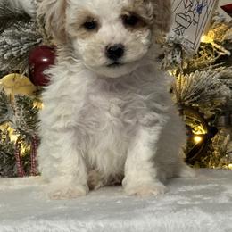Toby - Parti male Maltipoo puppy in Berea, Kentucky from Blair’s Furry Friends