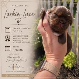 Larkin - Liver male Shih Tzu puppy in Trinity, North Carolina from Trinity Shih Tzu