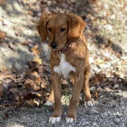 Louie - Apricot male Goldendoodle puppy in Sugarcreek, Ohio from True Hearted Doodles