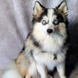 Tor - Pomsky