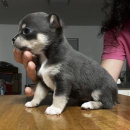 Chihuahua and Dachshund Puppies from Dachshund Family Love Breeders