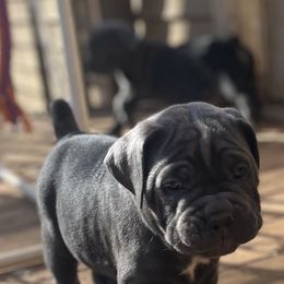 Cane Corso Puppies from Palazzo Cane Corso