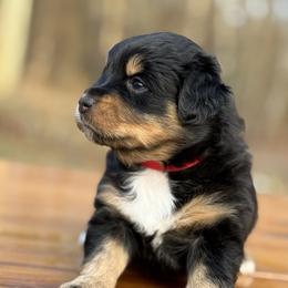 Clove BTF - Black tri female Miniature Australian Shepherd puppy in Minden, Louisiana from Ironwood Creek