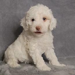Sailor - male Cockapoo puppy in Missouri from KDK Missouri Miniature Poodles