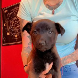 Girl 1 - Belgian Malinois puppy in Arizona from The Malagator House