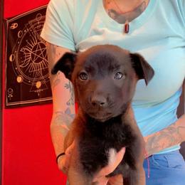 Girl 1 - Belgian Malinois puppy in Arizona from The Malagator House