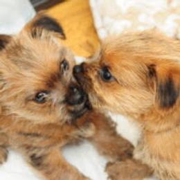 Norfolk Terrier and Norwich Terrier Puppies from Infinity Kennels