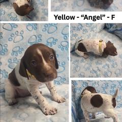 YELLOW - Angel - White and liver female German Shorthaired Pointer puppy in Gilbert, Arizona from Stellar GSPs