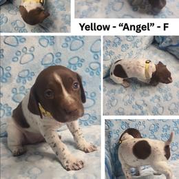YELLOW - Angel - White and liver female German Shorthaired Pointer puppy in Gilbert, Arizona from Stellar GSPs