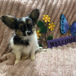 Bug-a-Boo - White black and tan female Papillon puppy in Bradyville, Tennessee from Pinnacle Papillons
