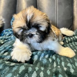 Shih Tzu Puppies from Wanda M Golden