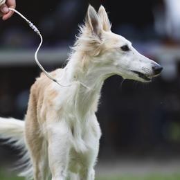 Nita - Silken Windhound