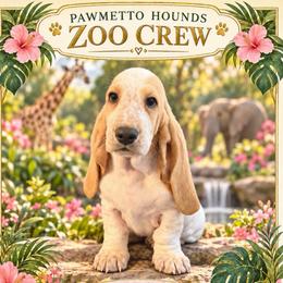 Pink - Lemon and white female Basset Hound puppy in Columbia, South Carolina from Pawmetto Hounds