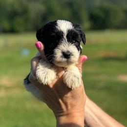 Cruise - Green Boy - Parti male Miniature Schnauzer puppy in Oneonta, Alabama from Murphree Valley Kennels