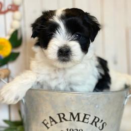 Cavapoo and Coton de Tulear Puppies from Big Gulch Puppies