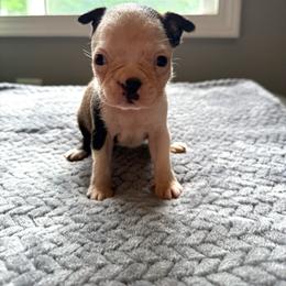 Winter - Black brindle and white female Boston Terrier puppy in Kentucky from Graceful Paws