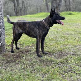 Eva - Dutch Shepherd