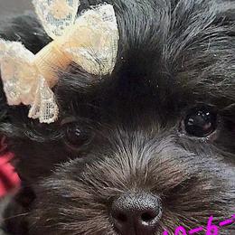 Maltese, Maltipoos, and Morkies from The Aristocratic Puppy Patch