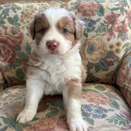 Everett - Red merle male Australian Shepherd puppy in Grants Pass, Oregon from Carmel Mountain Aussies