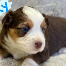 Rocky - Red tri male Miniature Australian Shepherd puppy in South Central, Pennsylvania from Windy Hills Mini Aussies & Doodles