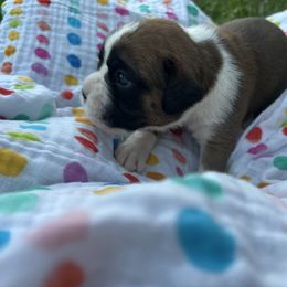 Boxer Puppies from Pawsitively Amazing Boxers LLC