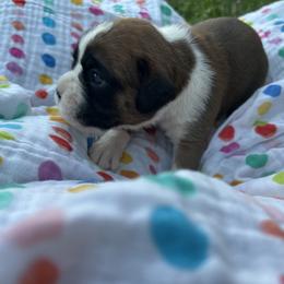 Boxer Puppies from Pawsitively Amazing Boxers LLC