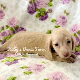 Cream Dapple Male Longhair Black Collar - Cream male Dachshund puppy in Cleveland, Tennessee from Kelly's Doxie Farm