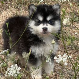 Violet - Black and white female Pomsky puppy in Mc Minnville, Oregon from West Coast Pomskies