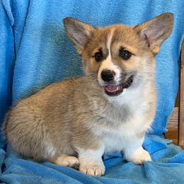 Pembroke Welsh Corgi Puppies from GSF Pembroke Welsh Corgis