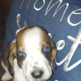 Basset Hound All Grown Up from Bodenhamer Hounds