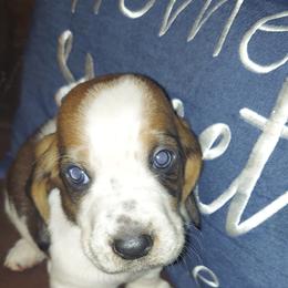 Basset Hound All Grown Up from Bodenhamer Hounds