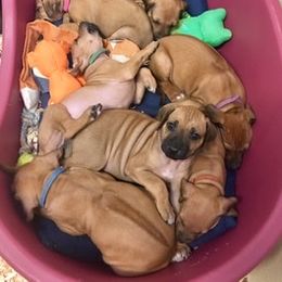 Rhodesian Ridgeback Puppies from Lyonnese Rhodesian Ridgebacks
