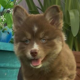 Winnie - Chocolate female Pomsky puppy in Spring Hill, Florida from PDQ Pomskies