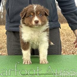 Boy 6 - Red tri-color male Australian Shepherd puppy in Lowell, Indiana from Bearfoot Aussies and Tollers