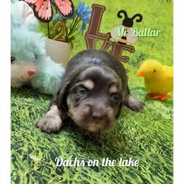 Mr. Ballar - Black and cream male Dachshund puppy in Grove, Oklahoma from Dachs on the lake