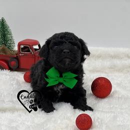 Shadow - Black male Poodle puppy in Nashville, Arkansas from Cuddles n Curls