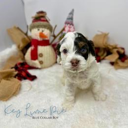 Key Lime Pie - Brown white and tan male Cockapoo puppy in Oologah, Oklahoma from Timber Hills Poodles and Doodles