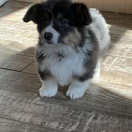Puppy 8 - Black and tan female Pembroke Welsh Corgi puppy in Port Republic, Maryland from Bestfurends