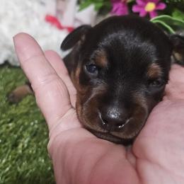 River - Black and rust male Miniature Pinscher puppy in Baton Rouge, Louisiana from Pike's Pups