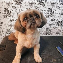 Ruby - Shih Tzu