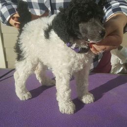 Poodle Puppies from High Mesa Standards