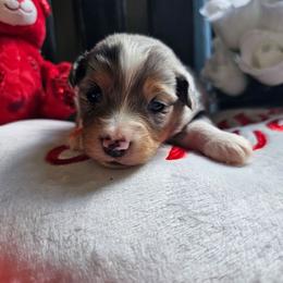 Casanova - Blue merle male Miniature Australian Shepherd puppy in Dunnellon, Florida from Ever After Mini Aussies