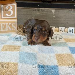 Mr. Yellow-2400 - Chocolate and tan male Dachshund puppy in Sparr, Florida from From the Heart Doxies