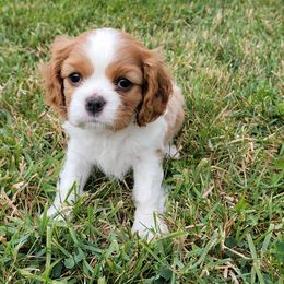 Juniper - Blenheim female Cavalier King Charles Spaniel puppy in West Valley, Utah from Criddle Mountain Cavaliers
