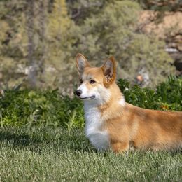 Lainey - Pembroke Welsh Corgi