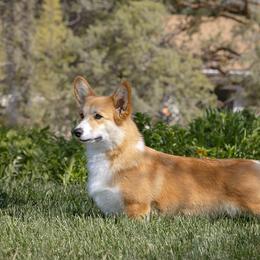 Lainey - Pembroke Welsh Corgi