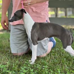 Speaker - Italian Greyhound