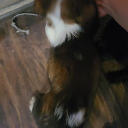 English Springer Spaniel Puppies from Savannah River Springers